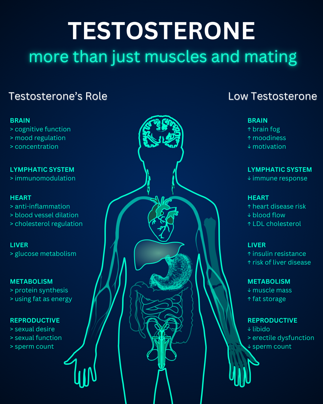 An infographics titled Testosterone, more than just muscles and mating.
										There is an x-ray of a man, with texts on each side related specific organs.
										The left text shows testosterones impact on multi-organ functions: including mood regulation, metabolism, cholesterol regulation, and fat metabolism.
										The right text shows the negative effects of low testosterone on the same organs.
										The biggest take-away is that low testosterone is connected to a multitude of negative effects such as increased brain fog, decreased immune response, increased heart disease risk, increased insulin resistance and risk of liver disease, increased fat storage, and decreased sperm count.
										